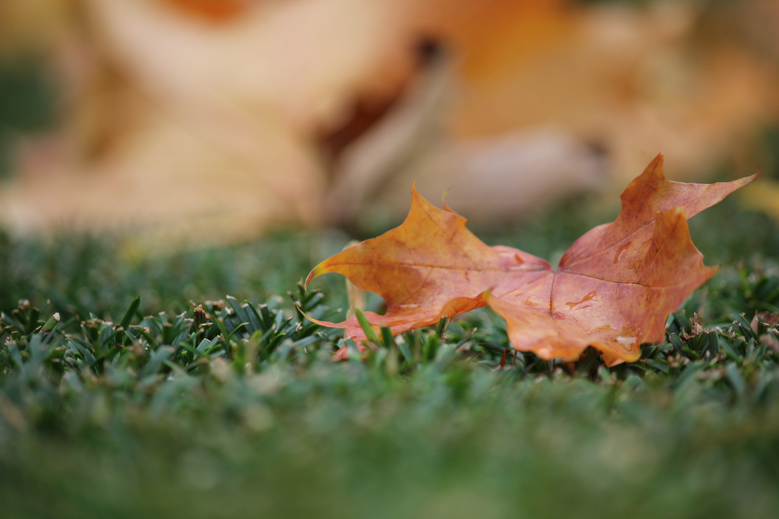 ~NovemberBlues~